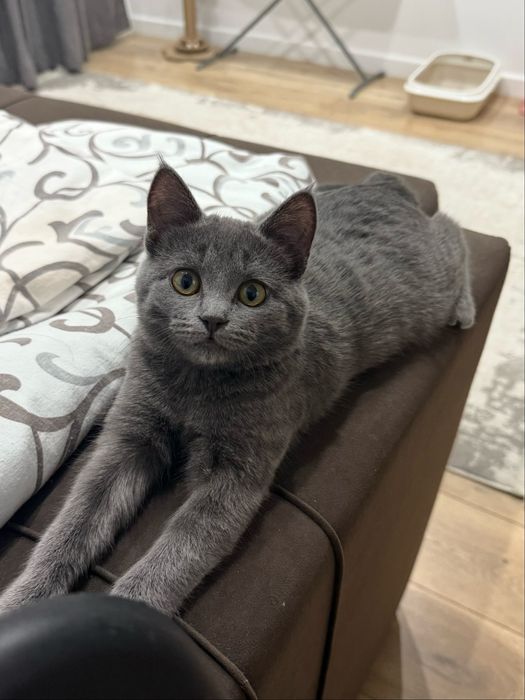 Кошка в добрые руки