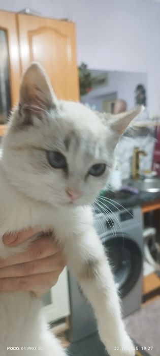 Отдам кошку и кота