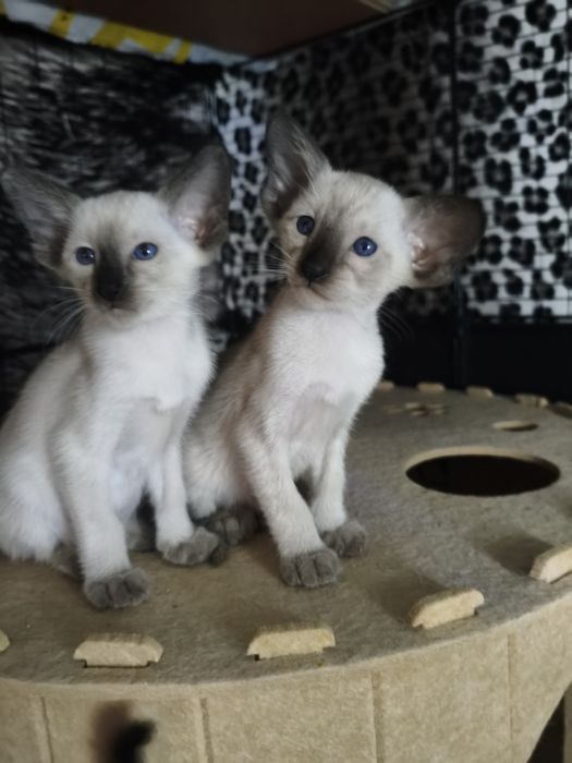 Ориентальные котята экстримального типа совреного типа