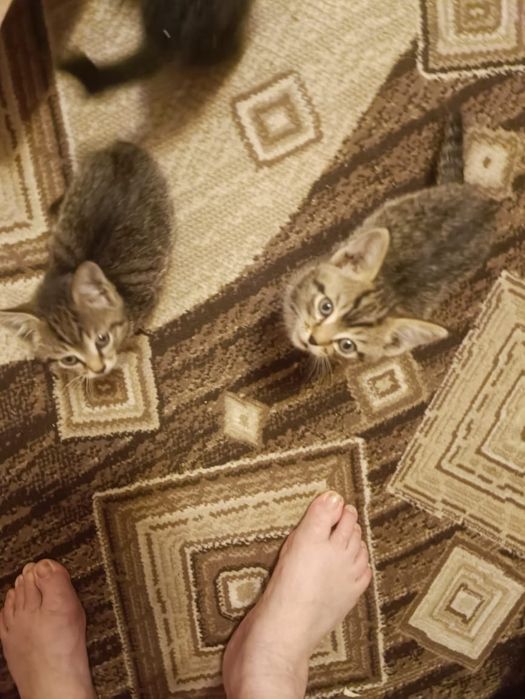 Отдам котят в добрые руки