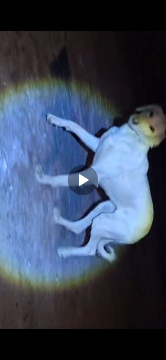 Қазақы тазы күшігі сатылады