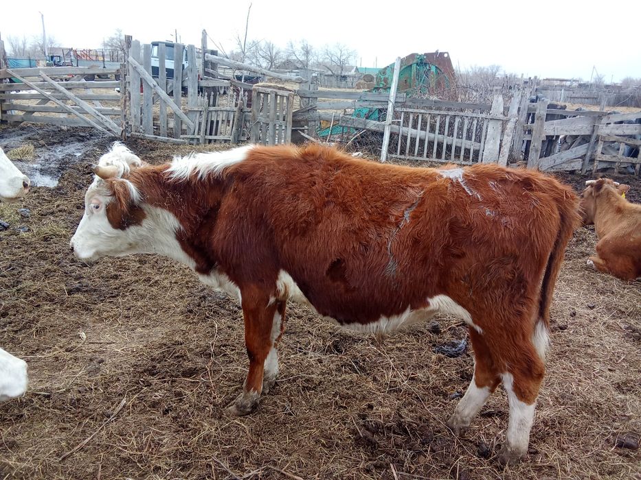 Быки бұқа крс бычки