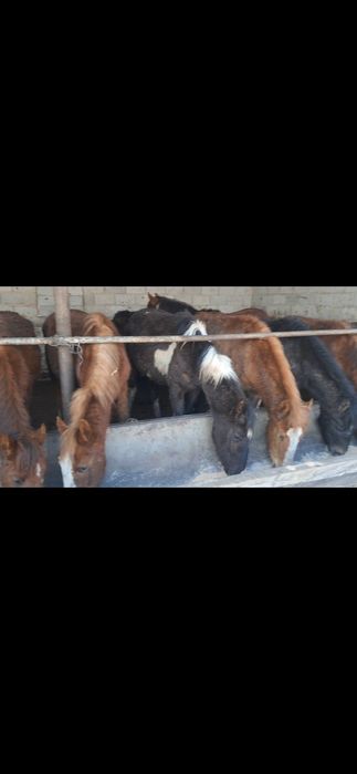 Тайлар полторашка