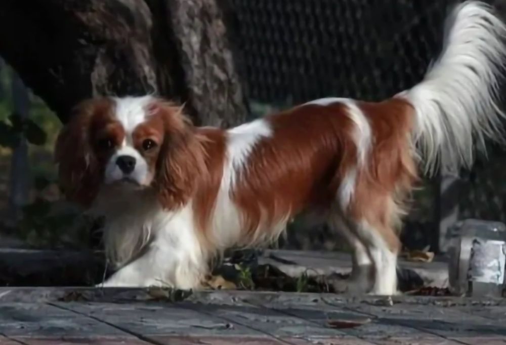 Кавалер Кинг Чарлз Шпаньол