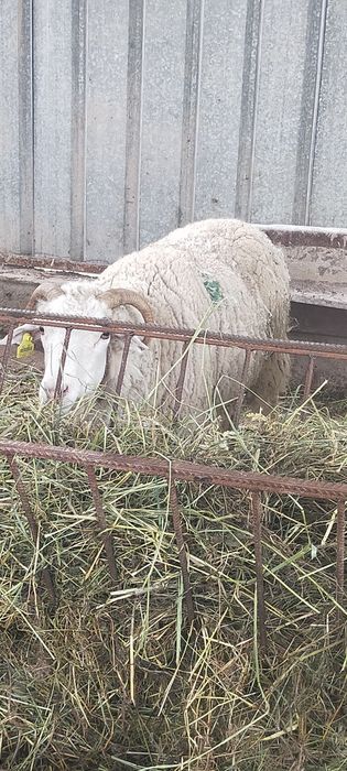Продам Баран молодые матки жирные