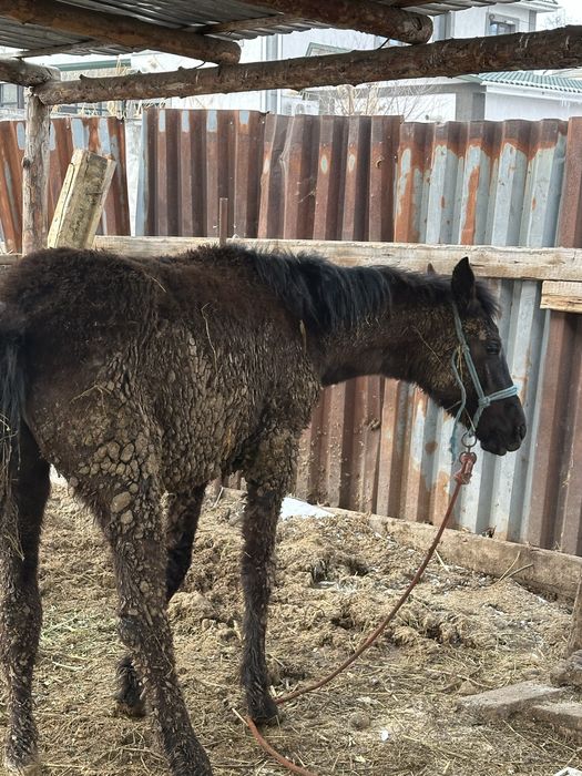 Тай лошадь байтал семиз тай