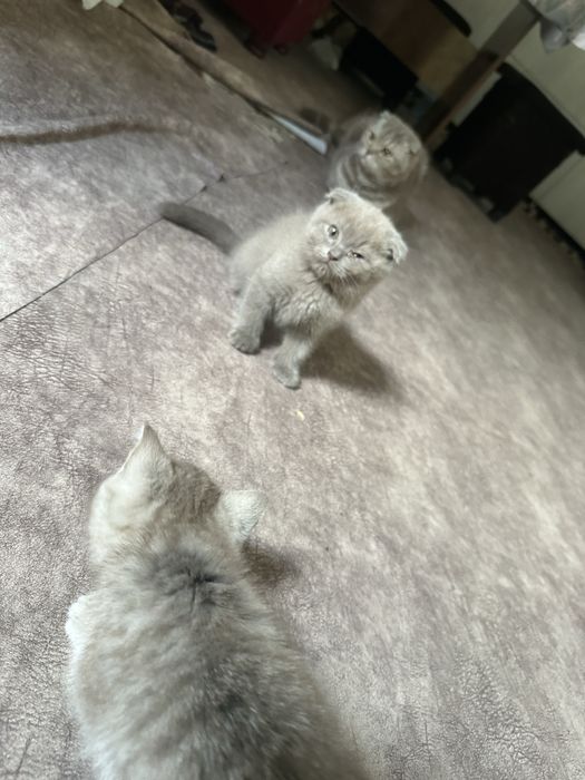 Котята чистокровные
