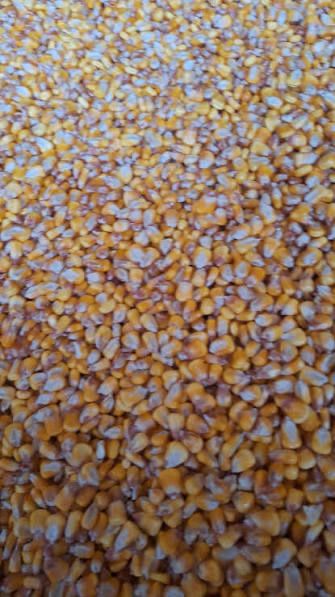 Vand Malai/Porumb Boabe productie 2025