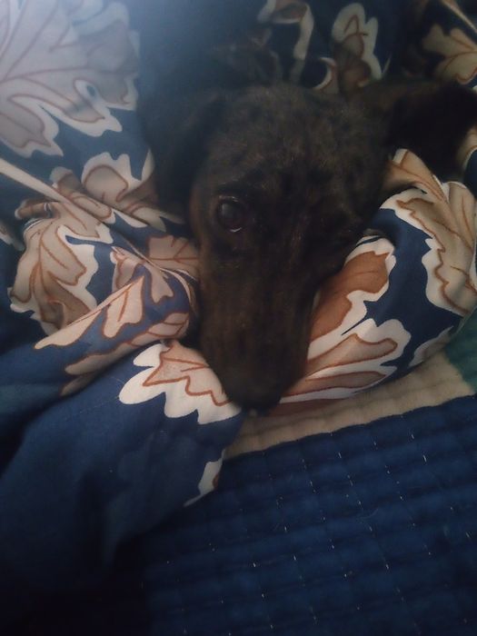 Ищем мальчика мини таксы для вязки