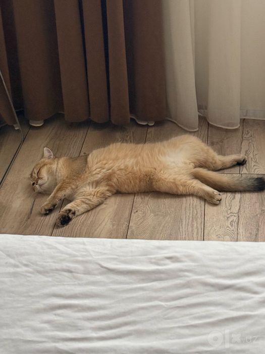 Связка с котом. Золотая шиншилла