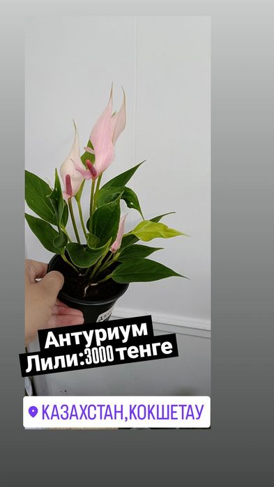 Антуриум:3000 тенге