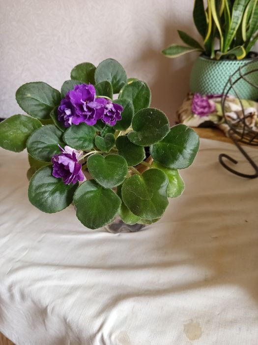 Фиалка сортовая,