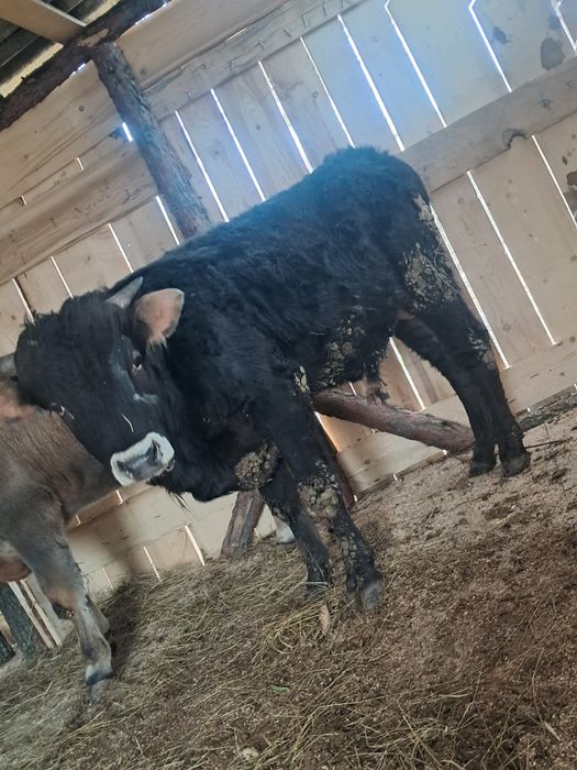 Vand 2 tauri de tinut sau sacrificat