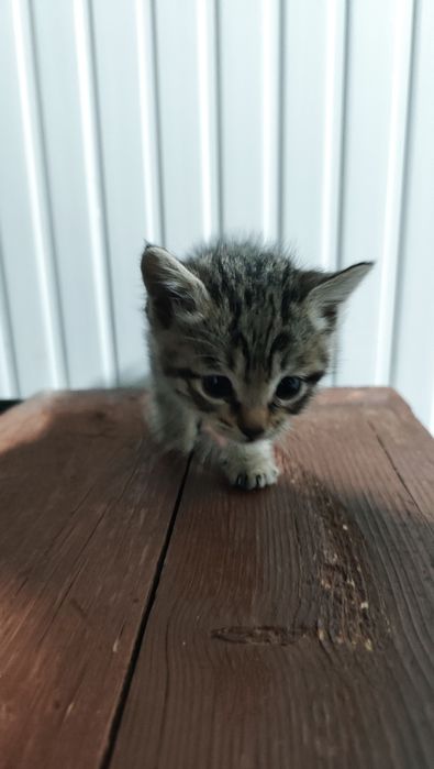 кошка сеаский парода мама