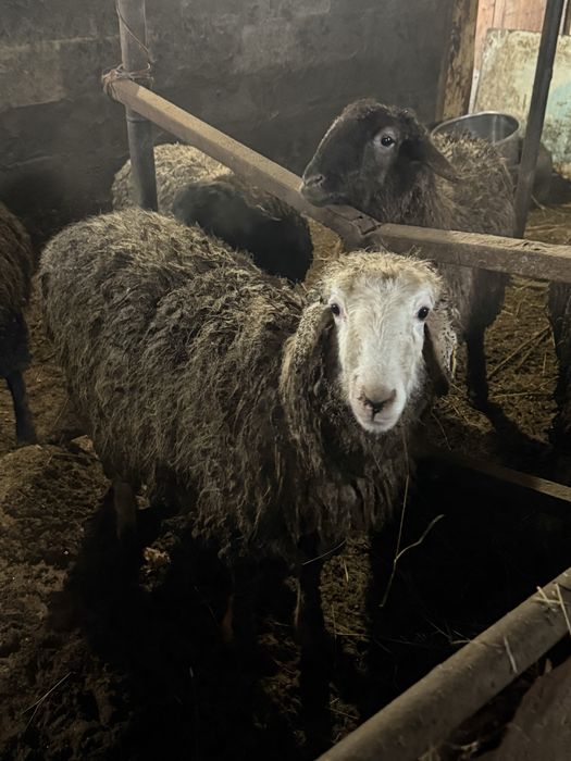 Продам баранов с