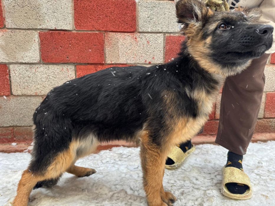 Продается щенок немецкой овчарки(девочка)