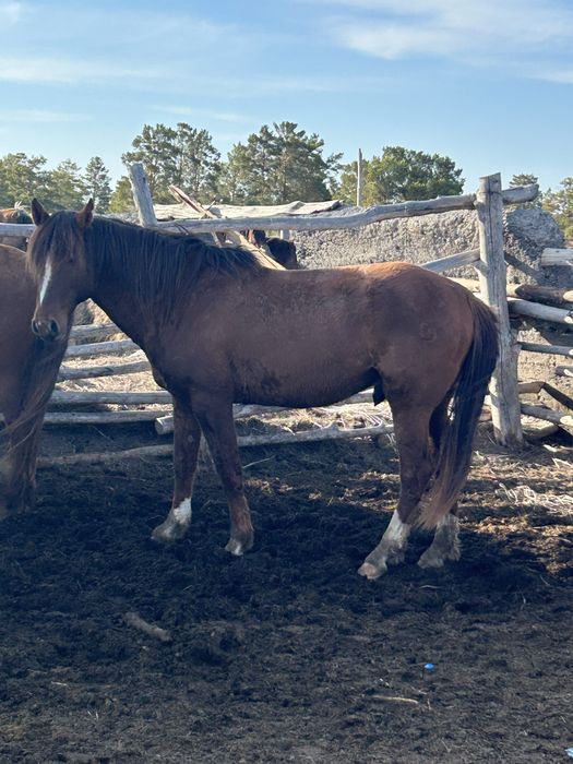 Продам жеребца 6 лет