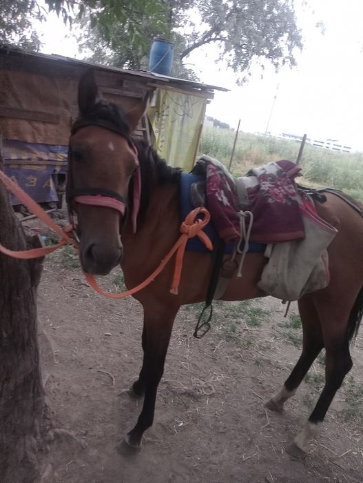 Продам кабылу  ат сатам