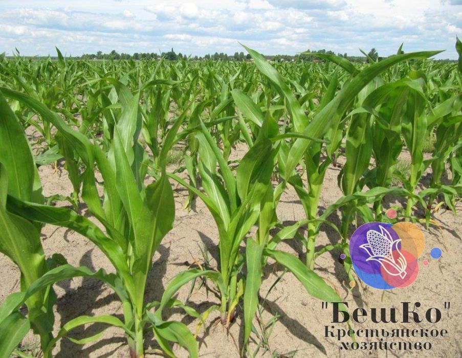 Семена кукурузы жугери тукымы