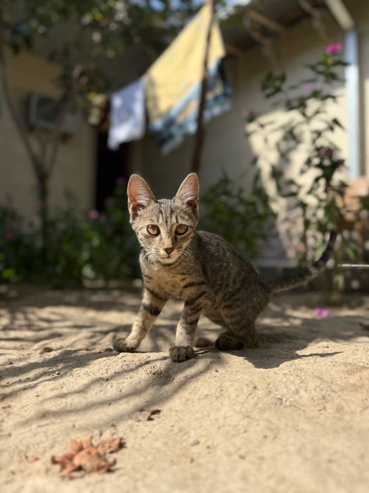 Очень ласковый котёнок, отдам в хорошие руки. цена договорная
