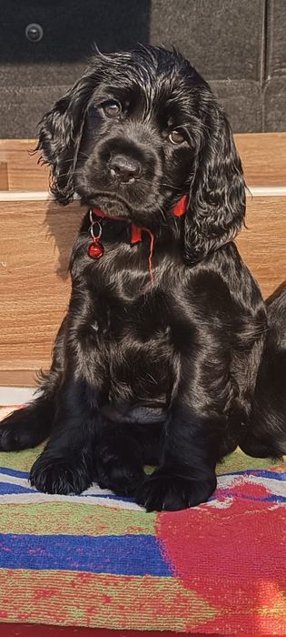 Щенки спаниэль 2 месяца