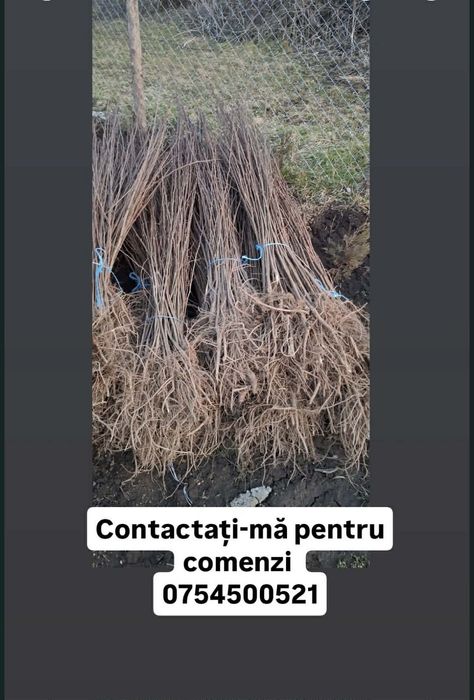 Puieți de salcâm la 30 bani