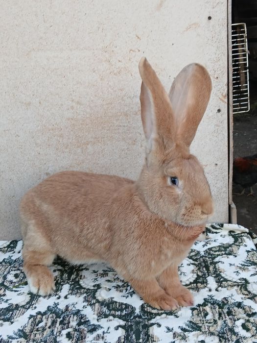 Iepuri uriaș german