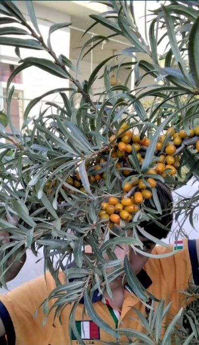 Облепиха крупноплодная!