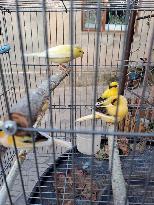 Продаются Канарейки