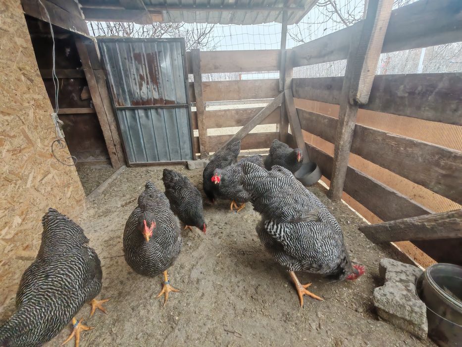 Ouă pt incubat Plymouth rock barat