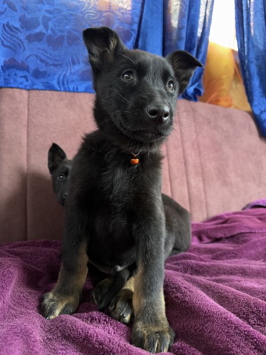 Catelus ciobanesc german cauta casuta