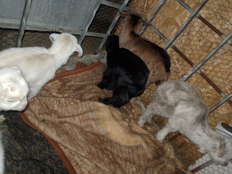 Iezi.frumosi de rasa