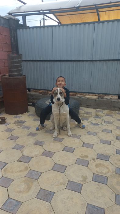 Нужна сучка для кобеля