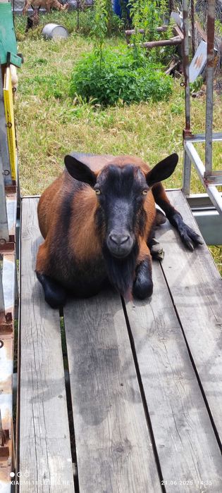 Capre metise alpine/ saanen