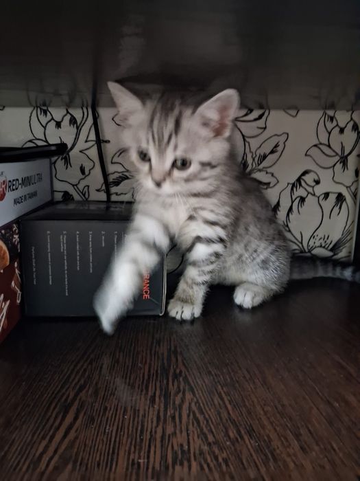 Котёнок готов к переезду