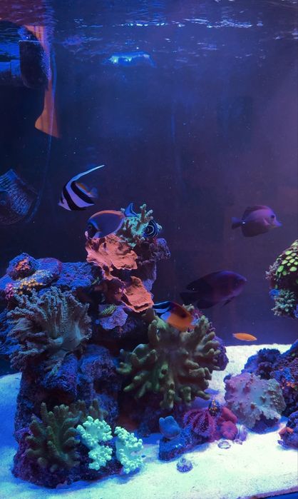 Обслуживание морских аквариумов