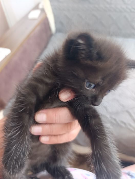 Отдам  игривого котёнка