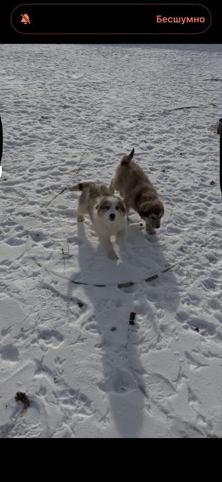 шенок тобет , шенки пародистые , күшік