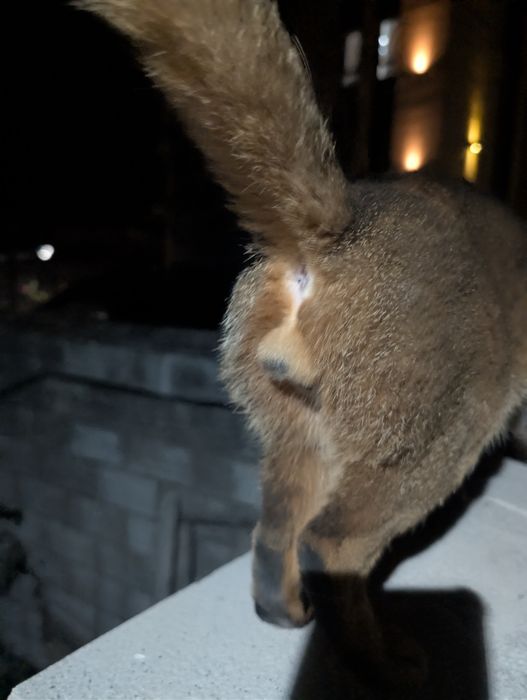 Кот абиссинской породы