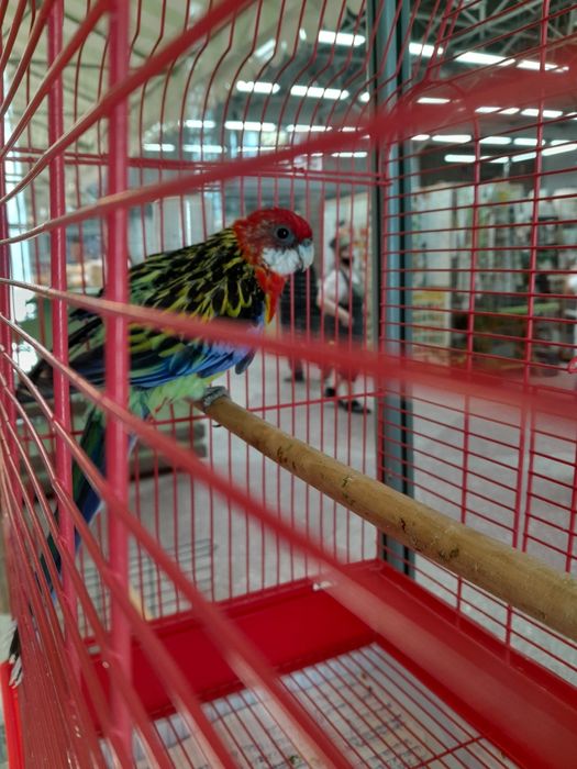 Розелла попугай.