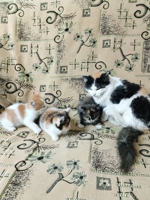 Продам домашних котят