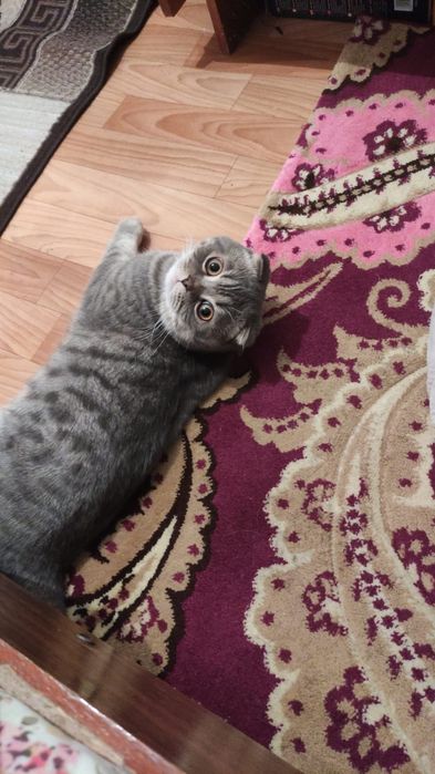 Мысық шотланская порода