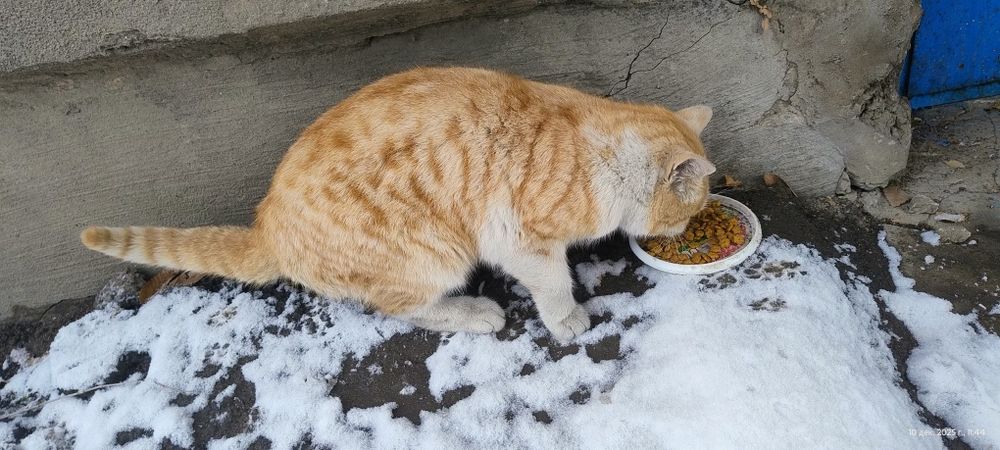 Найден кот рыжий