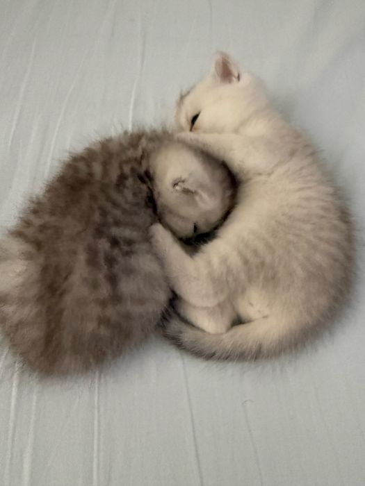 Сребърни котенца