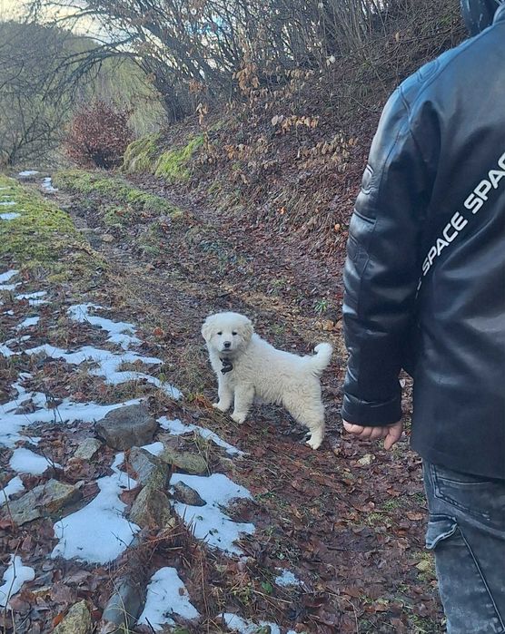 Каракачанско кученце