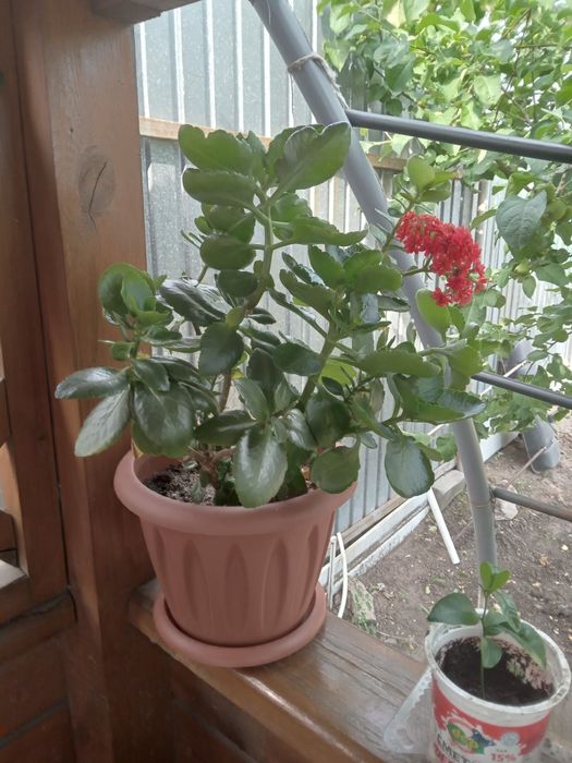 Продам комнатные цветы