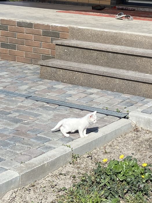 Белоснежные Котёноки девочки