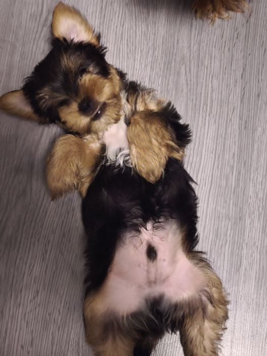 Продавам йоркширски териер