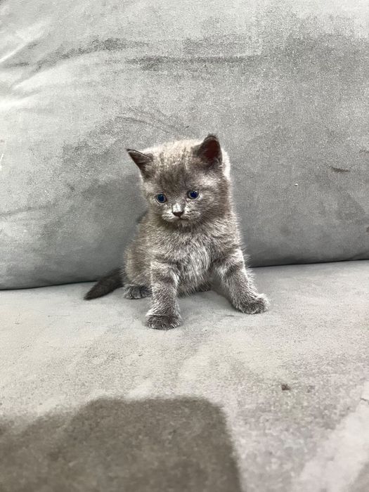 Продам котёнка шотландский