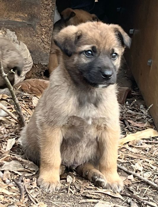 Щенки в добрые руки